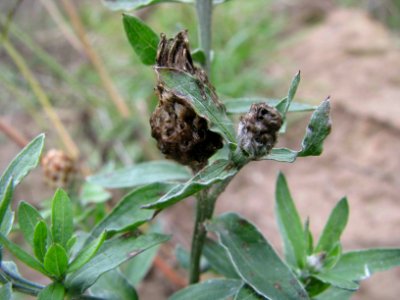 Centaurea jacea 9240