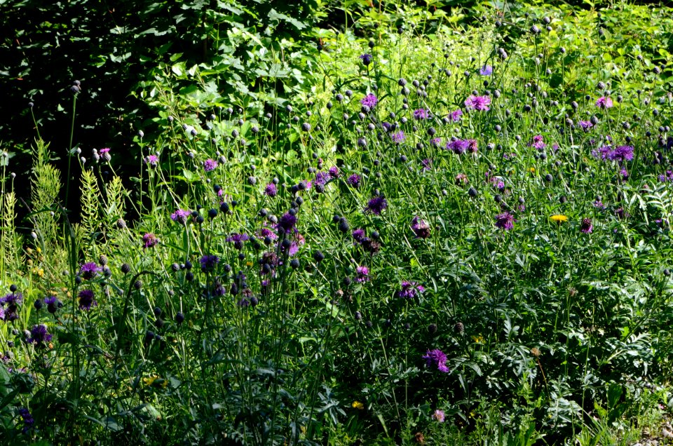 Centaurea scabiosa Standort