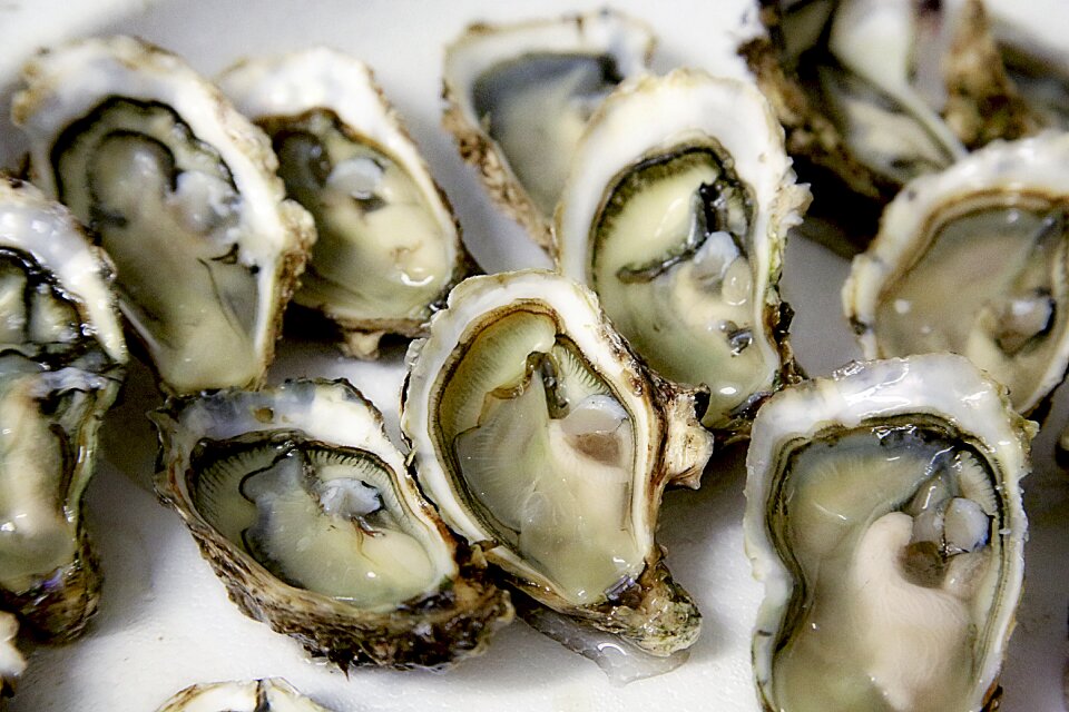 Shell seafood crustaceans