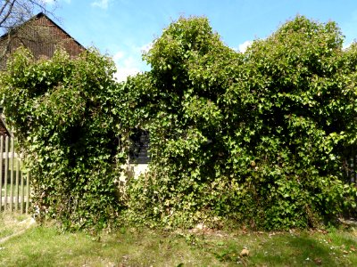 Cemetery Schönbach, Greiz 2