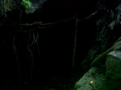 Cenote del Parque de Cholul, Yucatán (06) photo