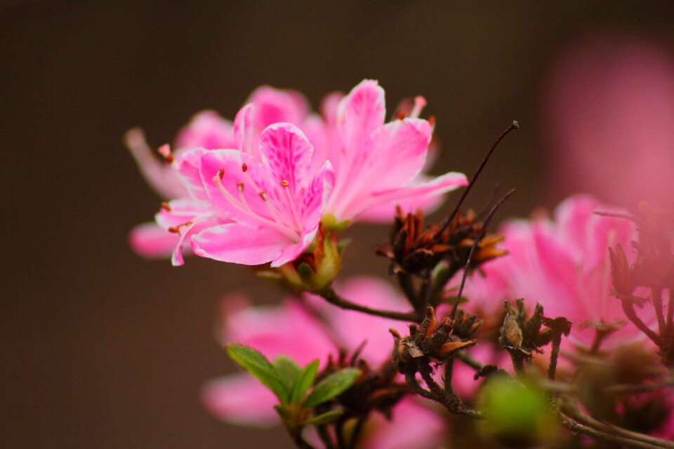 Pink plant nature