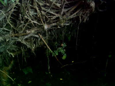 Cenote del Parque de Cholul, Yucatán (05)