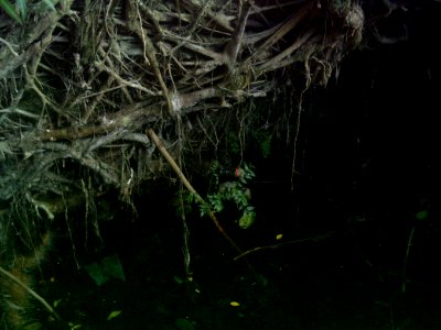 Cenote del Parque de Cholul, Yucatán (05) photo