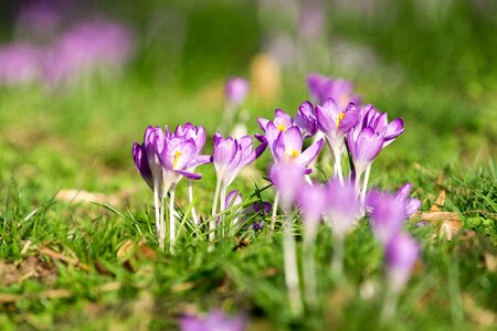 Meadow spring grass photo