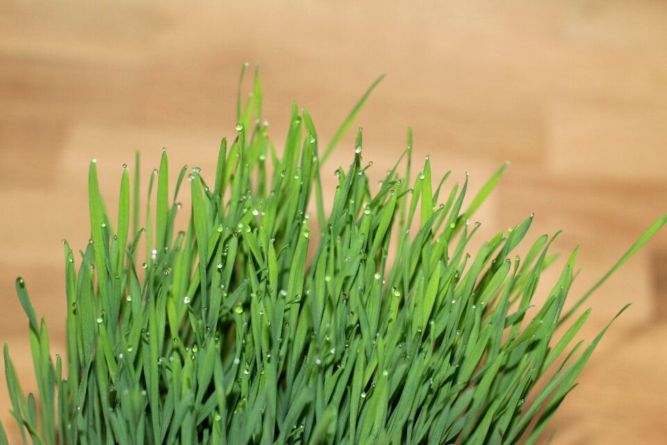 Grass wheatgrass drop of water