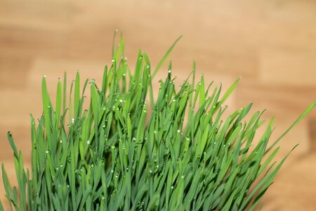 Grass wheatgrass drop of water