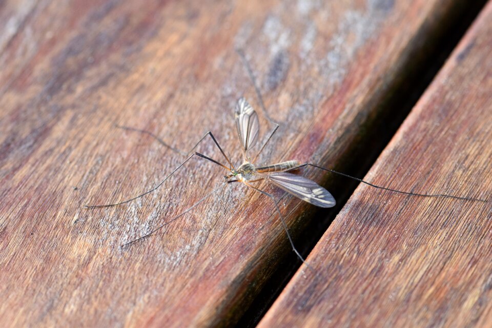 Sting close up mosquitoes