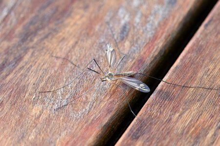 Sting close up mosquitoes photo