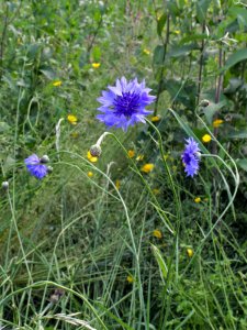 Centaurea cyanus Oulu, Finland 29.06.2013