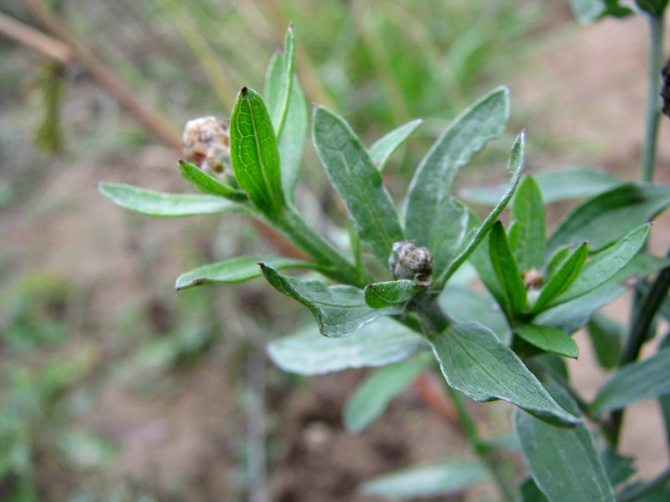Centaurea jacea 9241