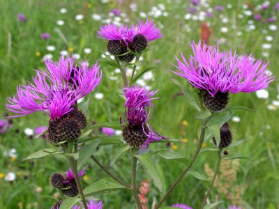 Centaurea phrygia Oulu, Finland 13.07.2013 img 2