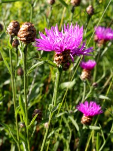 Centaurea jacea Oulu, Finland 12.07.2013