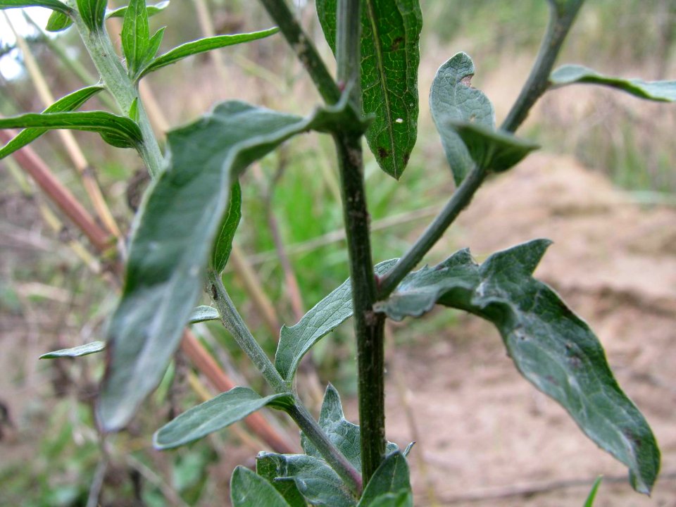 Centaurea jacea 9242