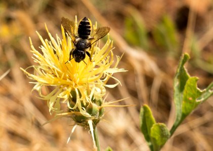 Centaurea salonitana with insect