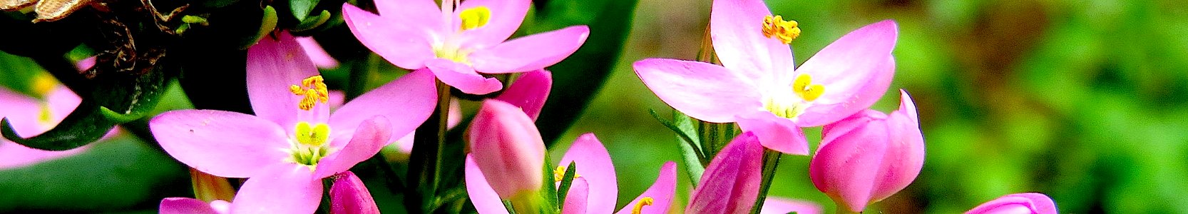 Centaurium erythraea. Reader