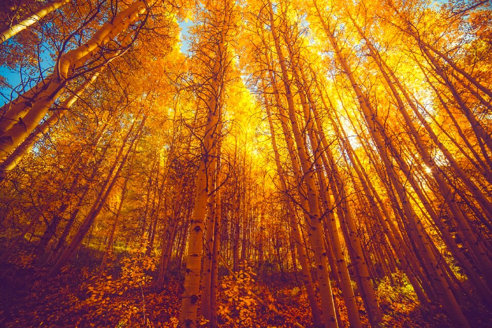 Colorado aspens forest