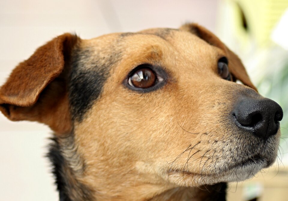 Animal photo animal pet