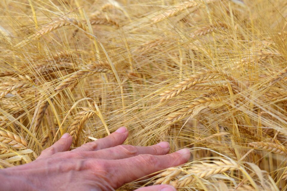 Cereals spike agriculture