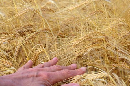 Cereals spike agriculture