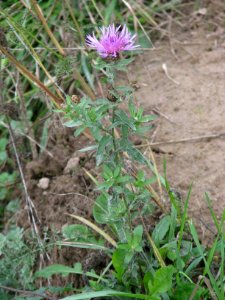 Centaurea jacea 9237