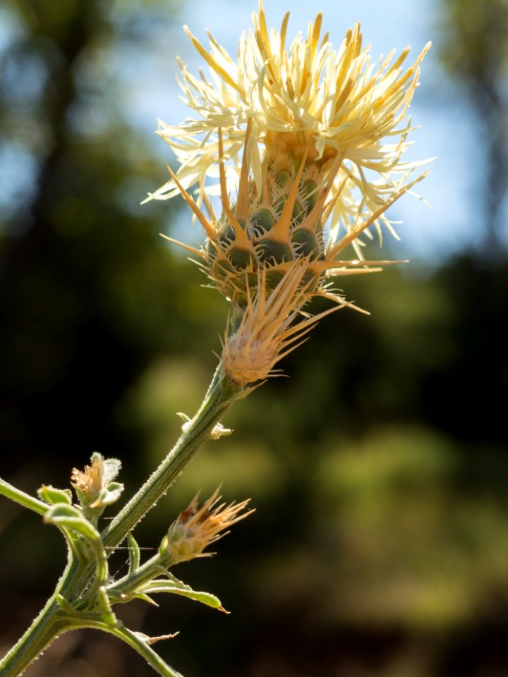 Centaurea salonitana in Greece 2