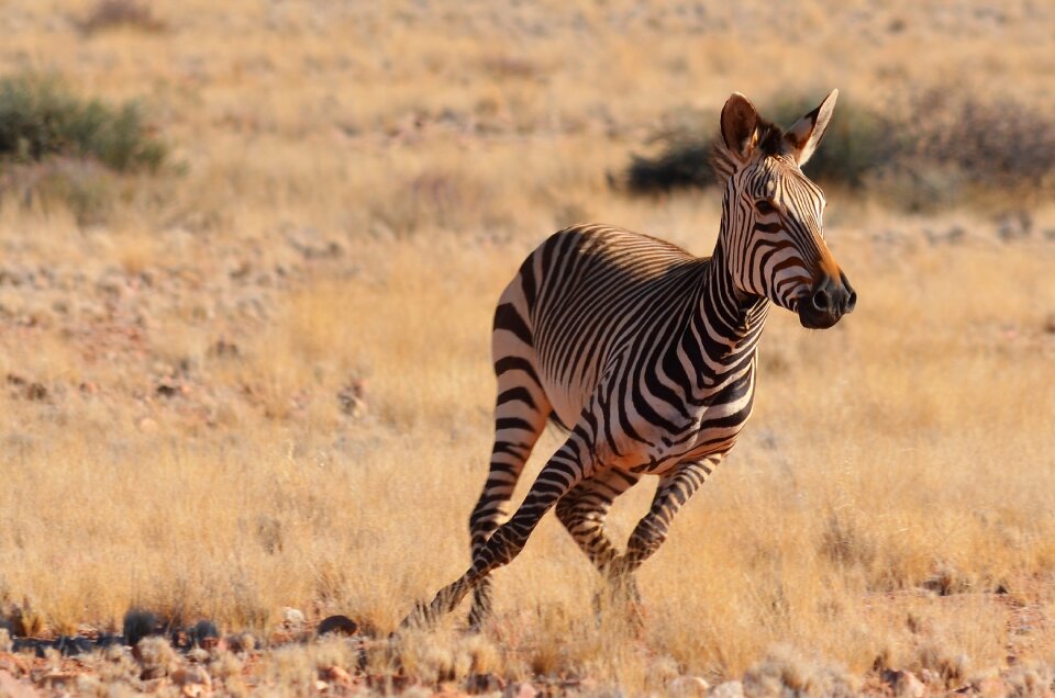 Africa animal wild animal