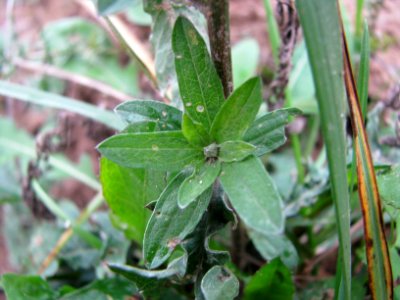 Centaurea jacea 9244