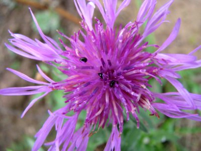 Centaurea jacea 9239