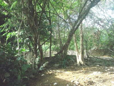Cenote Chapultepec, Mérida, Yucatán (03)