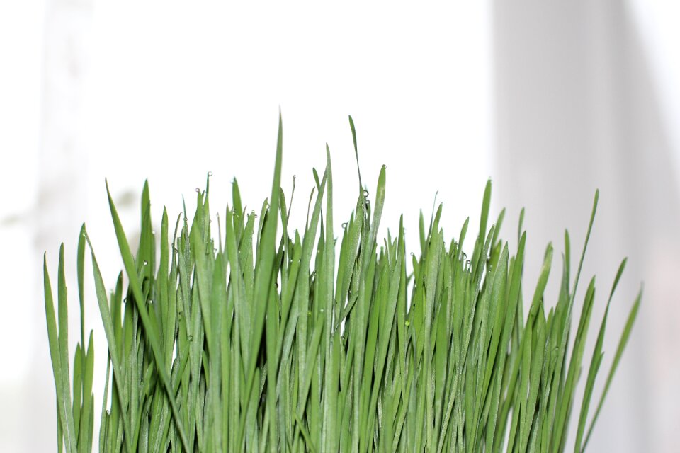 Grass drop of water wheatgrass