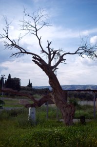 Cemetery in the Yezidi town of Baadre near Sheikhan in Duhok Governorate 02
