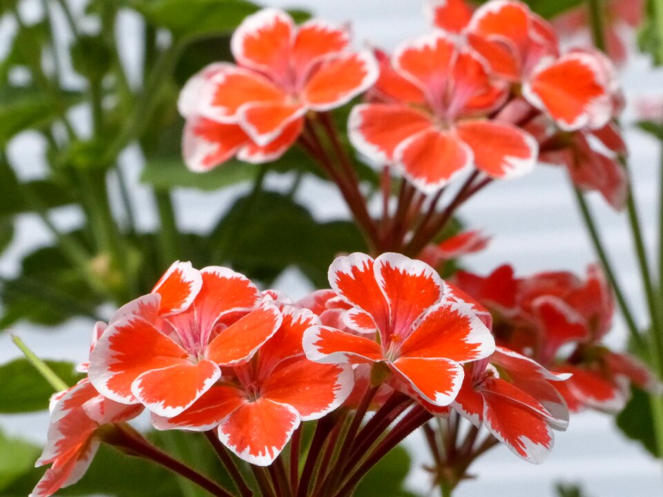 Flowers color summer