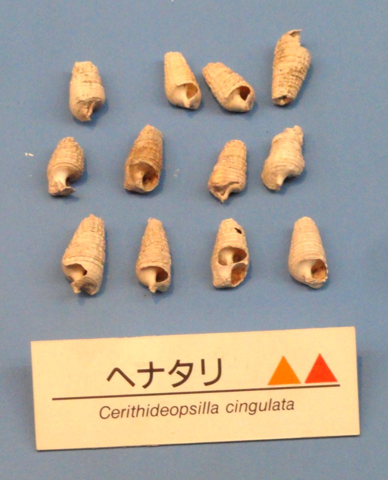 Cerithidea (Cerithideopsilla) cingulata - Osaka Museum of Natural History - DSC07745