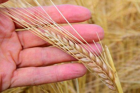 Nourishing barley healthy food