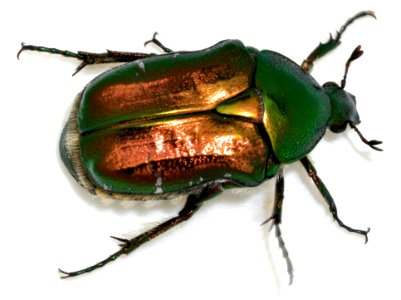 Cetonia-aurata-29-fws