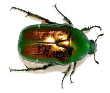 Cetonia-aurata-28-fws