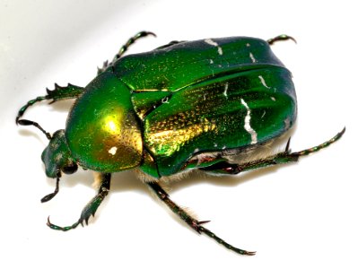 Cetonia-aurata-21-fws