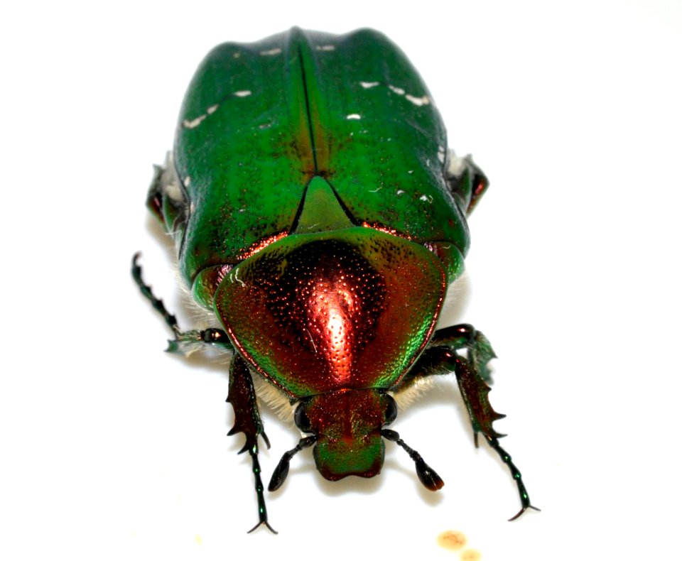 Cetonia-aurata-17-fws