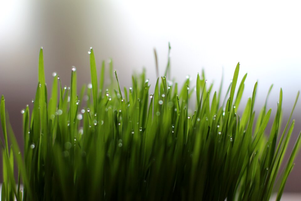 Grass drop of water wheatgrass
