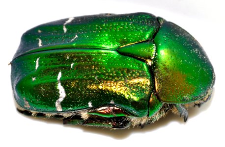 Cetonia-aurata-18-fws