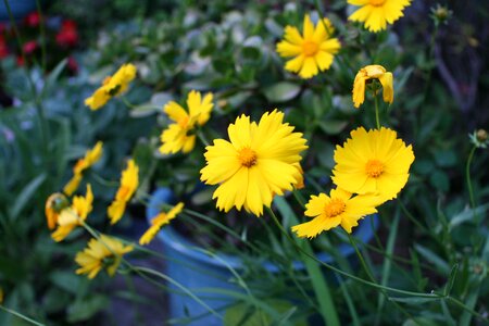 Daisy yellow garden photo