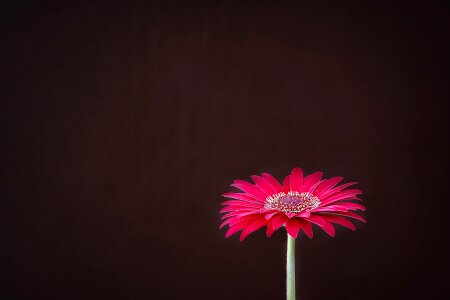 Bloom red schnittblume photo