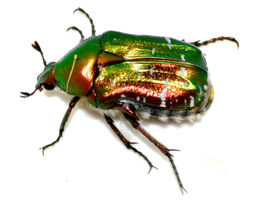 Cetonia-aurata-26-fws
