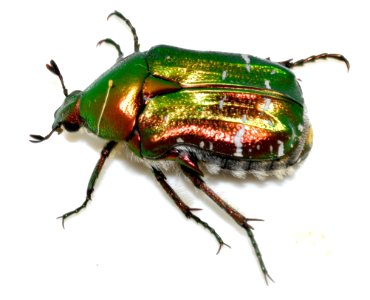 Cetonia-aurata-26-fws