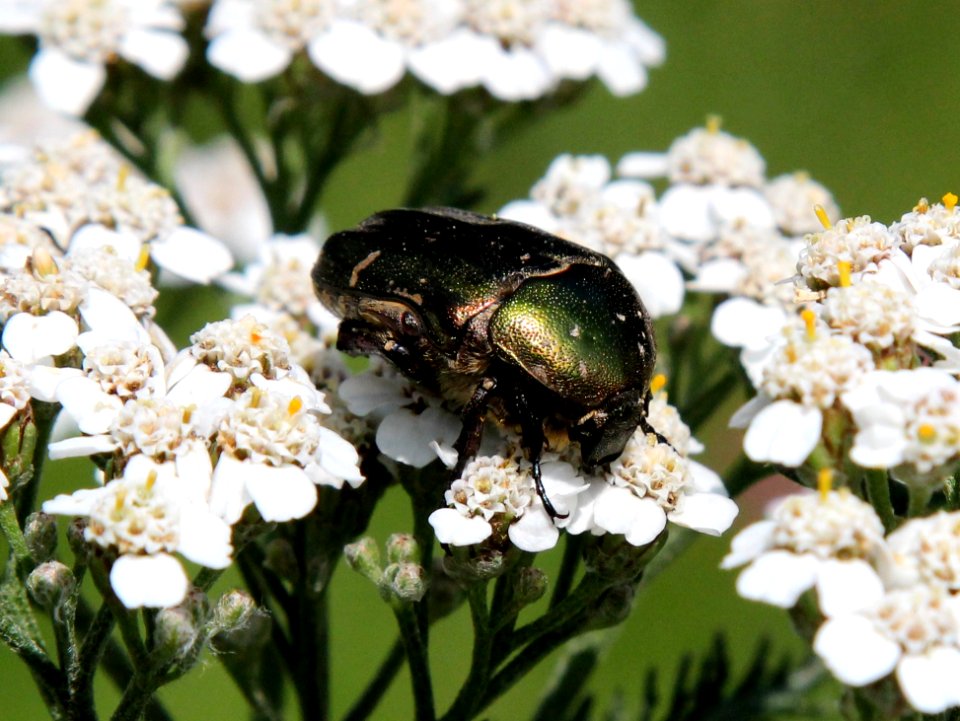 Cetonia aurata Oulu 20130711 01