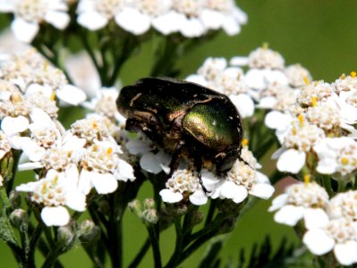 Cetonia aurata Oulu 20130711 01