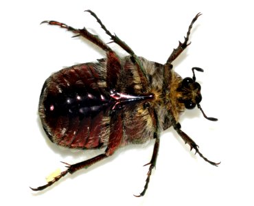 Cetonia-aurata-25-fws