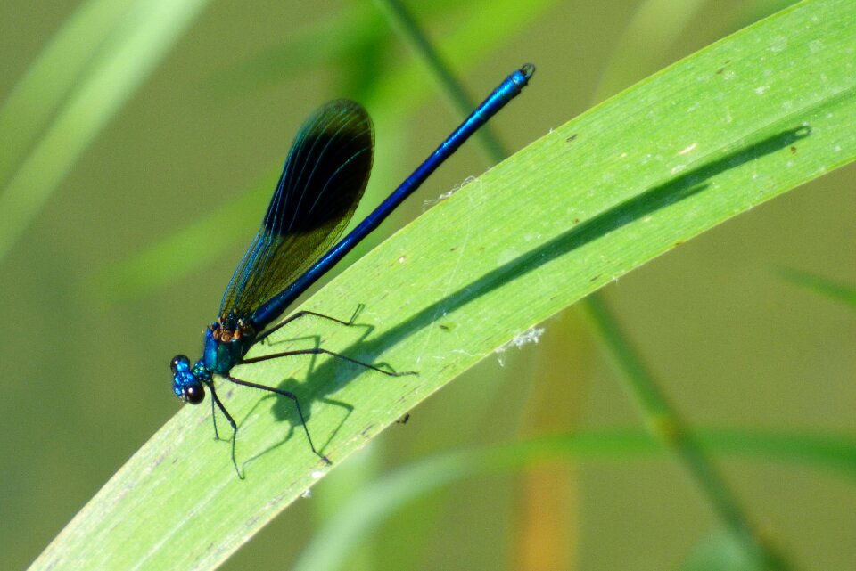 Nature insect sun