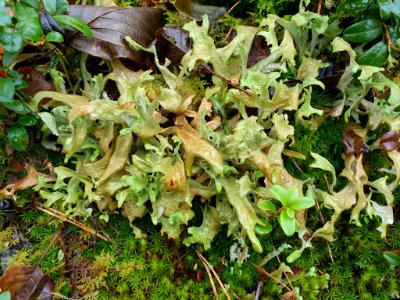 Cetraria islandica 105670174